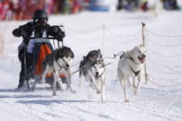 Lenk 2013